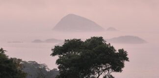 IPBES: Unternehmen gefährden durch Naturzerstörung eigene Zukunft